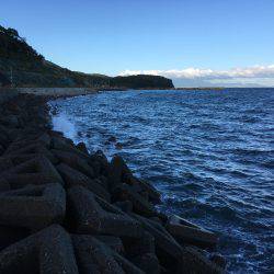 サゴシからツバスへ